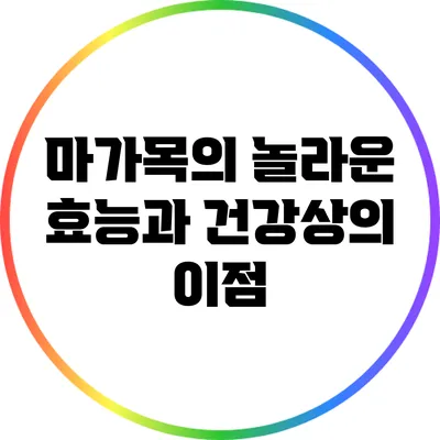 마가목의 놀라운 효능과 건강상의 이점