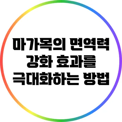 마가목의 면역력 강화 효과를 극대화하는 방법